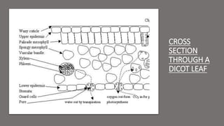 CROSS
SECTION
THROUGH A
DICOT LEAF
 