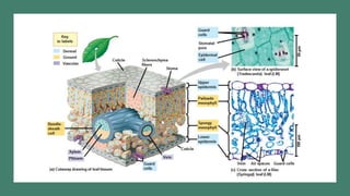 Transport systems in plants.pptx