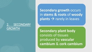 2. SECONDARY
GROWTH
Secondary growth occurs
in stems & roots of woody
plants  rarely in leaves
Secondary plant body
consists of tissues
produced by vascular
cambium & cork cambium
 