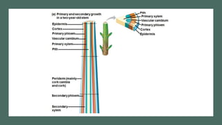 Transport systems in plants.pptx