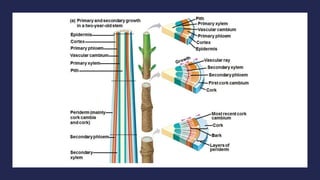 Transport systems in plants.pptx