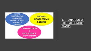 1. ANATOMY OF
DICOTYLEDONOUS
PLANTS
 