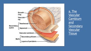 a. The
Vascular
Cambium
and
Secondary
Vascular
Tissue
 