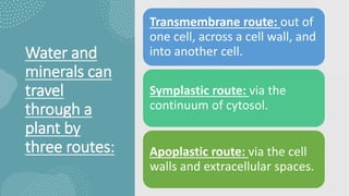 Water and
minerals can
travel
through a
plant by
three routes:
Transmembrane route: out of
one cell, across a cell wall, and
into another cell.
Symplastic route: via the
continuum of cytosol.
Apoplastic route: via the cell
walls and extracellular spaces.
 