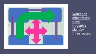Water and
minerals can
travel
through a
plant by
three routes:
 