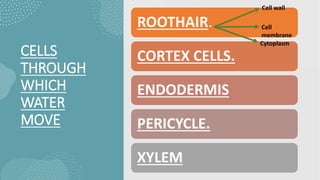 CELLS
THROUGH
WHICH
WATER
MOVE
ROOTHAIR.
CORTEX CELLS.
ENDODERMIS
PERICYCLE.
XYLEM
Cell wall
Cell
membrane
Cytoplasm
 