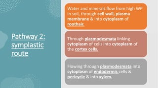 Pathway 2:
symplastic
route
Water and minerals flow from high WP
in soil, through cell wall, plasma
membrane & into cytoplasm of
roothair.
Through plasmodesmata linking
cytoplasm of cells into cytoplasm of
the cortex cells.
Flowing through plasmodesmata into
cytoplasm of endodermis cells &
pericycle & into xylem.
 
