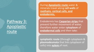 Pathway 3:
Apoplastic
route
During Apoplastic route water &
minerals travel along cell walls of
roothairs, cortical cells, and
endodermis,
Endodermis has Casparian strips that
prevent further movement of water,
therefore water enter cytoplasm of
endodermal cells and then take:
symplastic route (through cytoplasm &
plasmodesmata that link cytoplasm of
cells) into xylem of root.
 