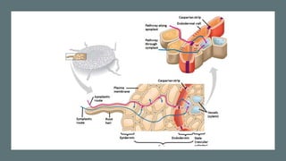 Transport systems in plants.pptx