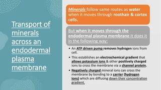 Transport of
minerals
across an
endodermal
plasma
membrane
Minerals follow same routes as water
when it moves through roothair & cortex
cells.
But when it moves through the
endodermal plasma membrane it does it
in the following way:
• An ATP driven pump removes hydrogen ions from
cell.
• This establishes an electrochemical gradient that
allows potassium ions & other positively charged
ions to cross the membrane via a channel protein.
• Negatively charged mineral ions can cross the
membrane by bonding to a carrier (hydrogen
ions) which are diffusing down their concentration
gradient.
 