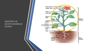 ANATOMY OF
DICOTYLEDONOUS
PLANTS
 