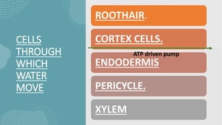 CELLS
THROUGH
WHICH
WATER
MOVE
ROOTHAIR.
CORTEX CELLS.
ENDODERMIS
PERICYCLE.
XYLEM
ATP driven pump
 