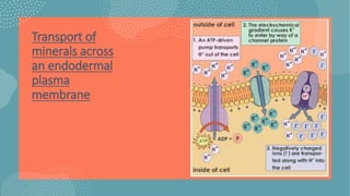Transport of
minerals across
an endodermal
plasma
membrane
 