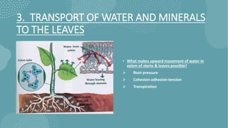 3. TRANSPORT OF WATER AND MINERALS
TO THE LEAVES
• What makes upward movement of water in
xylem of stems & leaves possible?
 Root pressure
 Cohesion-adhesion-tension
 Transpiration
 