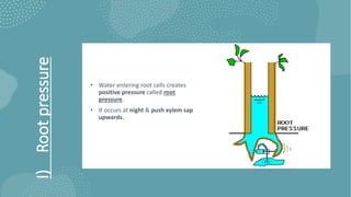 I)
Root
pressure
• Water entering root cells creates
positive pressure called root
pressure.
• It occurs at night & push xylem sap
upwards.
 