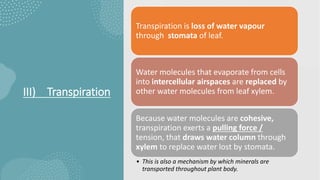 III) Transpiration
Transpiration is loss of water vapour
through stomata of leaf.
Water molecules that evaporate from cells
into intercellular airspaces are replaced by
other water molecules from leaf xylem.
Because water molecules are cohesive,
transpiration exerts a pulling force /
tension, that draws water column through
xylem to replace water lost by stomata.
• This is also a mechanism by which minerals are
transported throughout plant body.
 