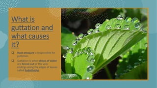 What is
guttation and
what causes
it?
 Root pressure is responsible for
guttation.
 Guttation is when drops of water
are forced out of the vein
endings along the edges of leaves
called hydathodes.
 