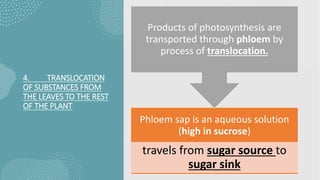 4. TRANSLOCATION
OF SUBSTANCES FROM
THE LEAVES TO THE REST
OF THE PLANT
Phloem sap is an aqueous solution
(high in sucrose)
travels from sugar source to
sugar sink
Products of photosynthesis are
transported through phloem by
process of translocation.
 