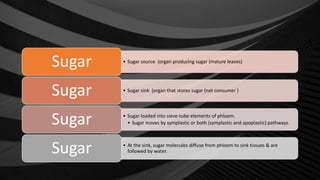 • Sugar source (organ producing sugar (mature leaves)
Sugar
• Sugar sink (organ that stores sugar (net consumer )
Sugar
• Sugar loaded into sieve-tube elements of phloem.
• Sugar moves by symplastic or both (symplastic and apoplastic) pathways.
Sugar
• At the sink, sugar molecules diffuse from phloem to sink tissues & are
followed by water.
Sugar
 