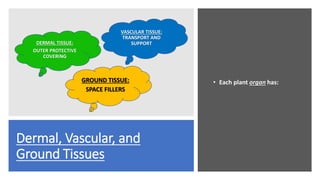 Dermal, Vascular, and
Ground Tissues
• Each plant organ has:
DERMAL TISSUE:
OUTER PROTECTIVE
COVERING
VASCULAR TISSUE:
TRANSPORT AND
SUPPORT
GROUND TISSUE:
SPACE FILLERS
 