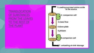 TRANSLOCATION
OF SUBSTANCES
FROM THE LEAVES
TO THE REST OF
THE PLANT
 