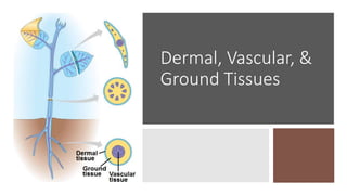 Dermal, Vascular, &
Ground Tissues
 
