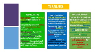 Transport systems in plants.pptx
