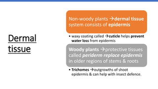 Dermal
tissue
Non-woody plants dermal tissue
system consists of epidermis
• waxy coating called cuticle helps prevent
water loss from epidermis
Woody plants protective tissues
called periderm replace epidermis
in older regions of stems & roots
• Trichomes outgrowths of shoot
epidermis & can help with insect defence.
 