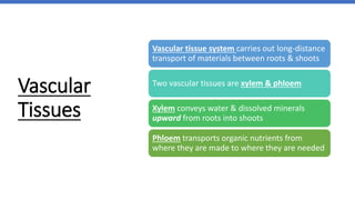 Vascular
Tissues
Vascular tissue system carries out long-distance
transport of materials between roots & shoots
Two vascular tissues are xylem & phloem
Xylem conveys water & dissolved minerals
upward from roots into shoots
Phloem transports organic nutrients from
where they are made to where they are needed
 