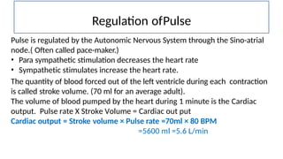 Regulation ofPulse
Pulse is regulated by the Autonomic Nervous System through the Sino-atrial
node.( Often called pace-maker.)
• Para sympathetic stimulation decreases the heart rate
• Sympathetic stimulates increase the heart rate.
The quantity of blood forced out of the left ventricle during each contraction
is called stroke volume. (70 ml for an average adult).
The volume of blood pumped by the heart during 1 minute is the Cardiac
output. Pulse rate X Stroke Volume = Cardiac out put
Cardiac output = Stroke volume × Pulse rate =70ml × 80 BPM
=5600 ml =5.6 L/min
 