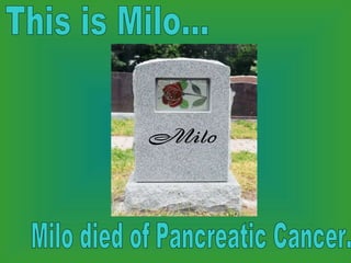 This is Milo... Milo died of Pancreatic Cancer.  Milo 
