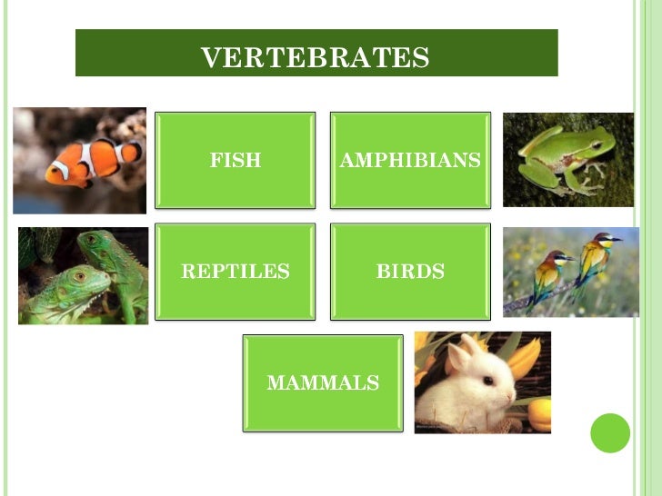 Unit 6. Vertebrates