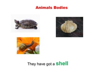 Unit 6. animals | PPT