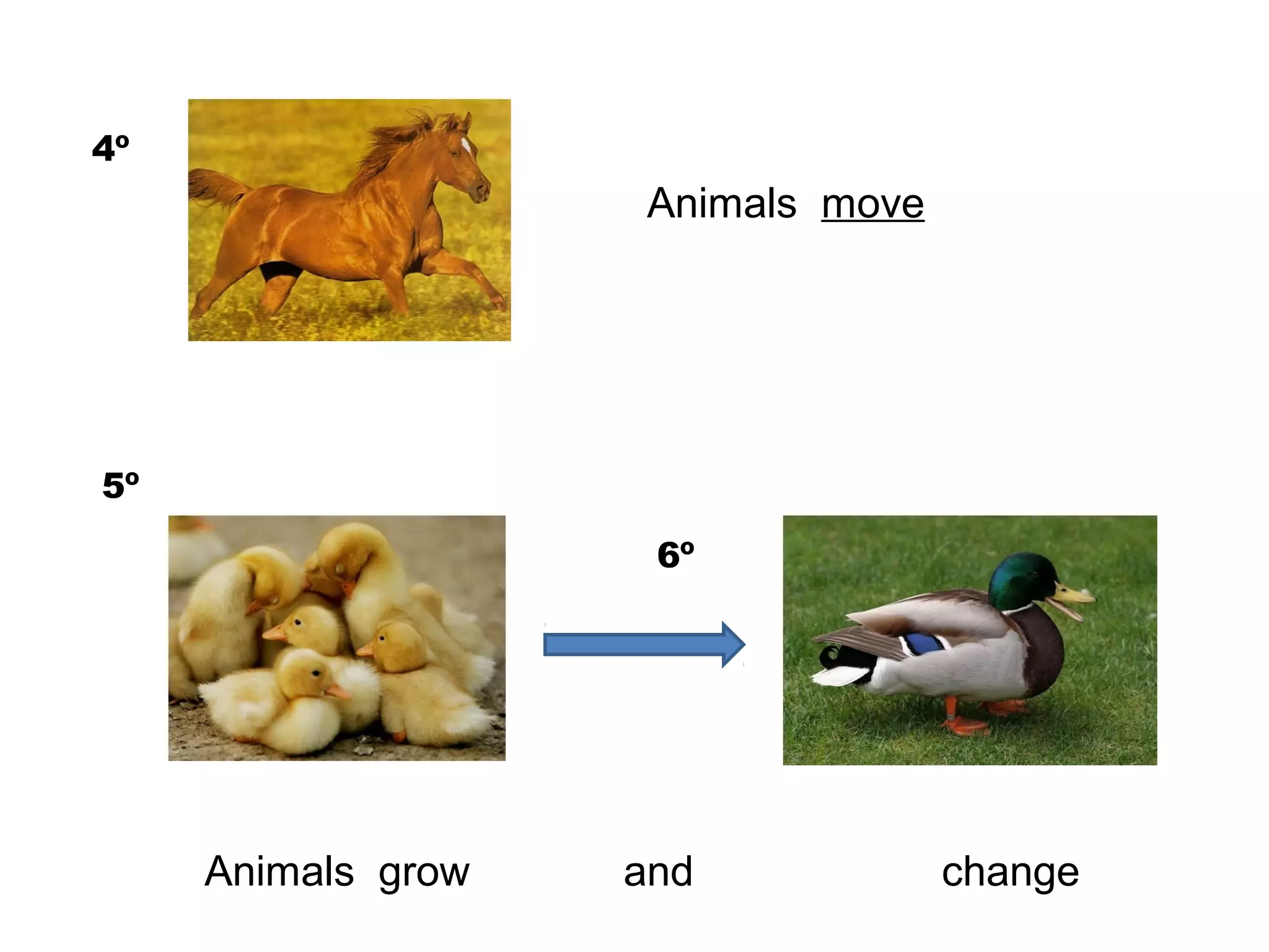 Unit 6. animals | PPT