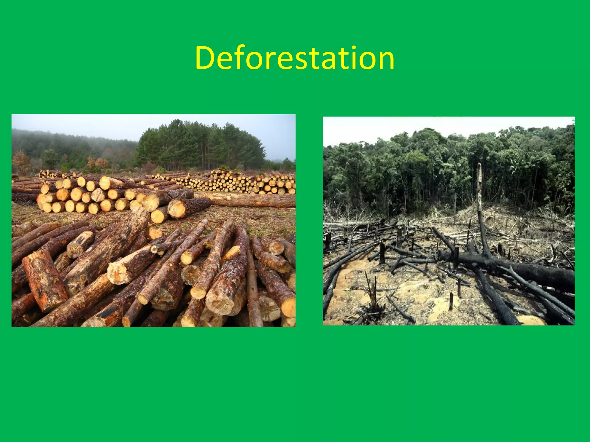 Deforestation