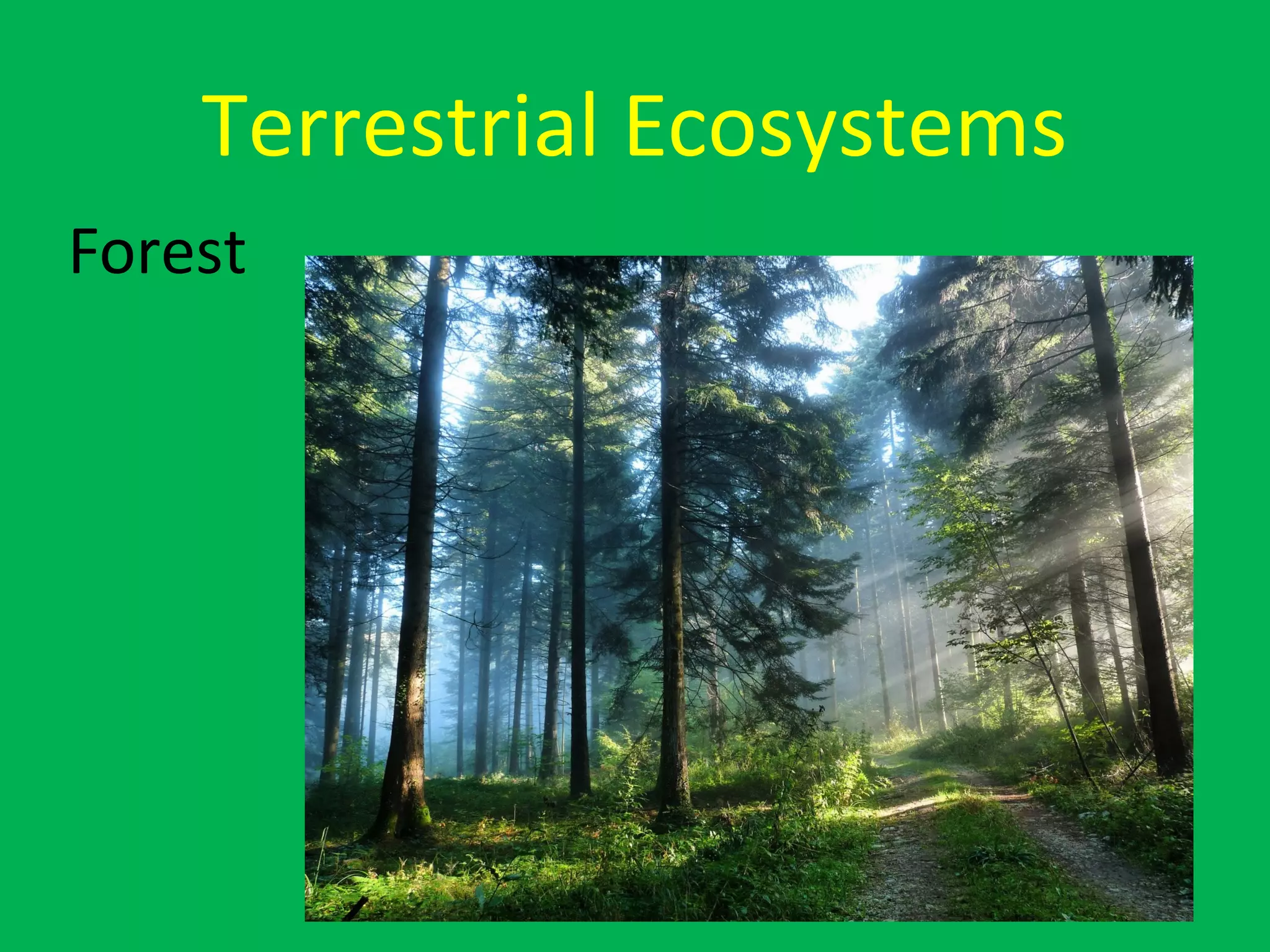 Terrestrial Ecosystems
Forest