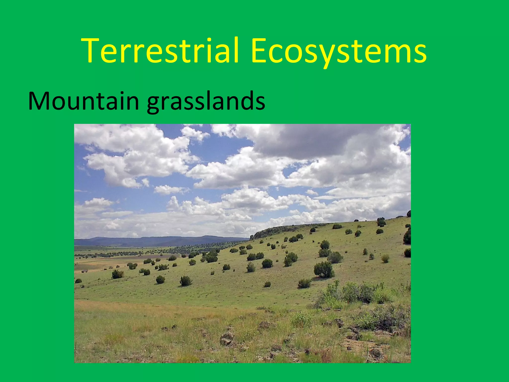 Terrestrial Ecosystems
Mountain grasslands