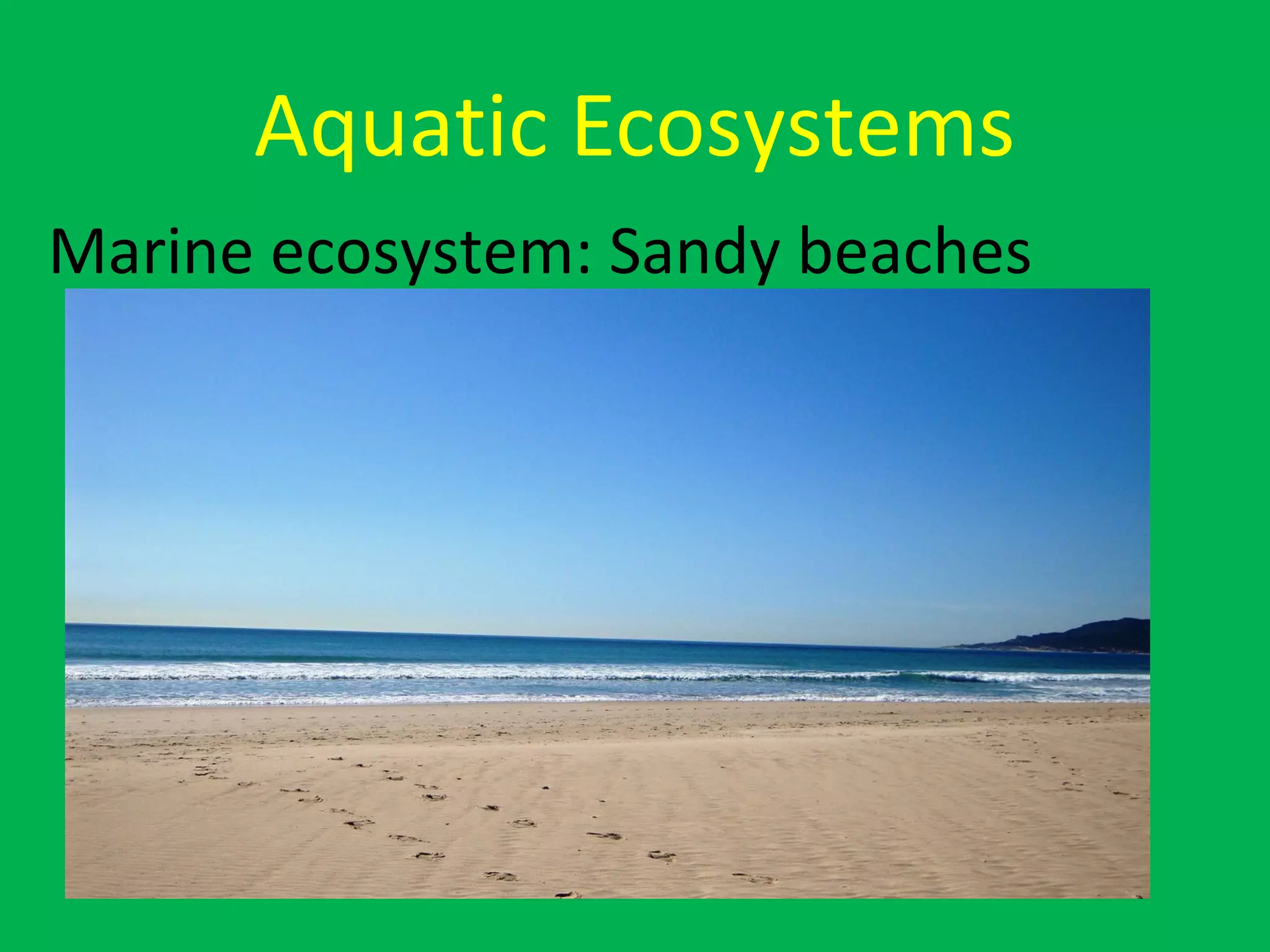 Aquatic Ecosystems
Marine ecosystem: Sandy beaches