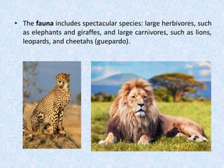 • The fauna includes spectacular species: large herbivores, such
as elephants and giraffes, and large carnivores, such as lions,
leopards, and cheetahs (guepardo).
 