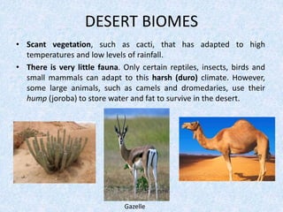 DESERT BIOMES
• Scant vegetation, such as cacti, that has adapted to high
temperatures and low levels of rainfall.
• There is very little fauna. Only certain reptiles, insects, birds and
small mammals can adapt to this harsh (duro) climate. However,
some large animals, such as camels and dromedaries, use their
hump (joroba) to store water and fat to survive in the desert.
Gazelle
 
