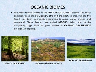 OCEANIC BIOMES
• The most typical biome is the DECIDUOUS FOREST biome. The most
common trees are oak, beech, elm and chestnut. In areas where the
forest has been degraded, vegetation is made up of shrubs and
scrubland. These biomes are called MOORS. When the shrubs
disappear, large areas of grass known as OCEANIC GRASSLANDS
emerge (to appear).
DECIDUOUS FOREST MOORS: páramos o LANDA
OCEANIC GRASSLANDS
 