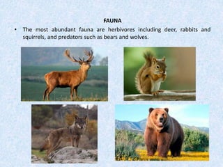 FAUNA
• The most abundant fauna are herbivores including deer, rabbits and
squirrels, and predators such as bears and wolves.
 