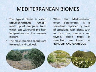 MEDITERRANEAN BIOMES
• The typical biome is called
MEDITERRANEAN FOREST,
made up of evergreen trees
which can withstand the high
temperatures of the summer
months.
• The most common species are
Holm oak and cork oak.
• When the Mediterranean
forest deteriorates, it is
sometimes replaced by areas
of scrubland, with plants such
as rock rose, rosemary and
thyme. These types of
shrubland are known as
‘MAQUIS’ AND ‘GARRIGUE’.
 