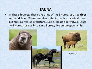 FAUNA
• In these biomes, there are a lot of herbivores, such as deer
and wild boar. There are also rodents, such as squirrels and
beavers, as well as predators, such as bears and wolves. Large
herbivores, such as bison and horses, live on the grasslands
CANADA
 