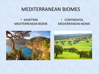 MEDITERRANEAN BIOMES
• MARITIME
MEDITERRENEAN BIOME
• CONTINENTAL
MEDIERRANEAN BIOME
 