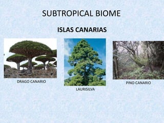 SUBTROPICAL BIOME
ISLAS CANARIAS
DRAGO CANARIO PINO CANARIO
LAURISILVA
 