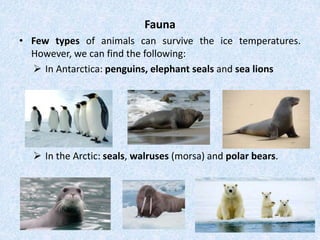 Fauna
• Few types of animals can survive the ice temperatures.
However, we can find the following:
 In Antarctica: penguins, elephant seals and sea lions
 In the Arctic: seals, walruses (morsa) and polar bears.
 