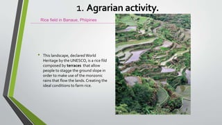 • This landscape, declared World
Heritage by the UNESCO, is a rice fild
composed by terraces that allow
people to stagge the ground slope in
order to make use of the monzonic
rains that flow the lands. Creating the
ideal conditions to farm rice.
Rice field in Banaue, Phiipines
1. Agrarian activity.
 