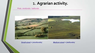 Plots: minifundio / latifundio
Small-sized = (minifundio) Medium-sized = (latifundio)
1. Agrarian activity.
 