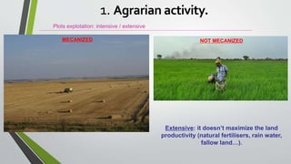Plots explotation: intensive / extensive
Extensive: it doesn’t maximize the land
productivity (natural fertilisers, rain water,
fallow land…).
MECANIZED NOT MECANIZED
1. Agrarian activity.
 